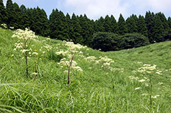 シシウド