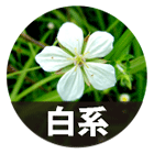 白系
