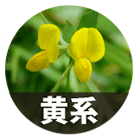 黄系