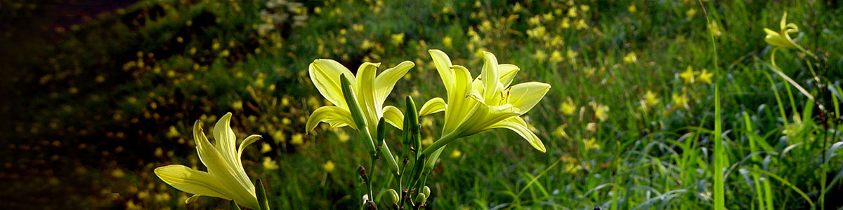 阿蘇に生きる花々